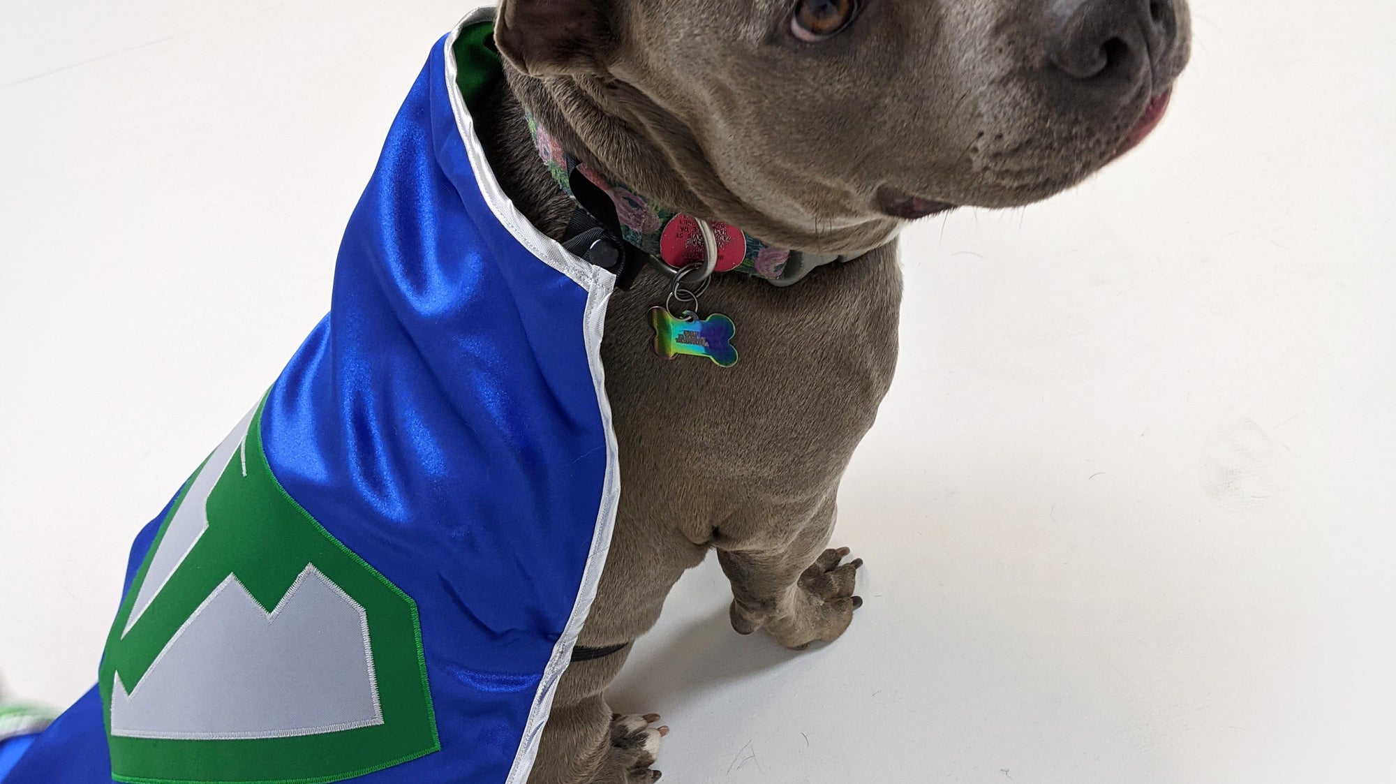 Turn Your Dog into a SUPER DOG