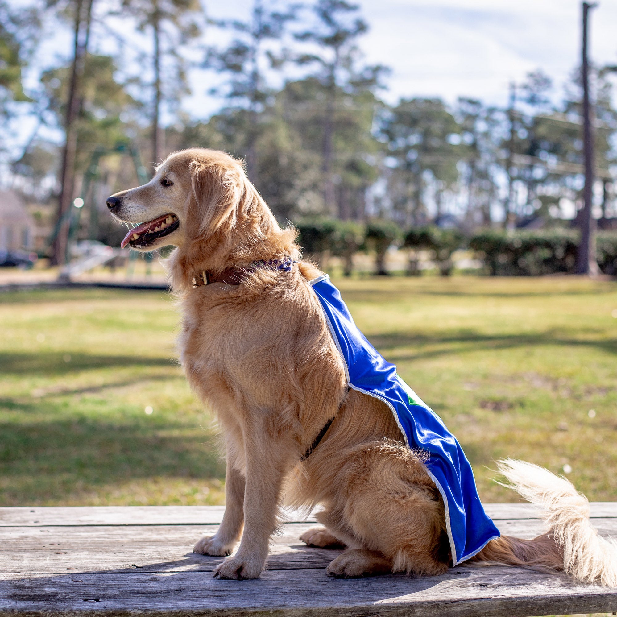 Dog Superhero Cape Personalized Pet Superdog Sidekick