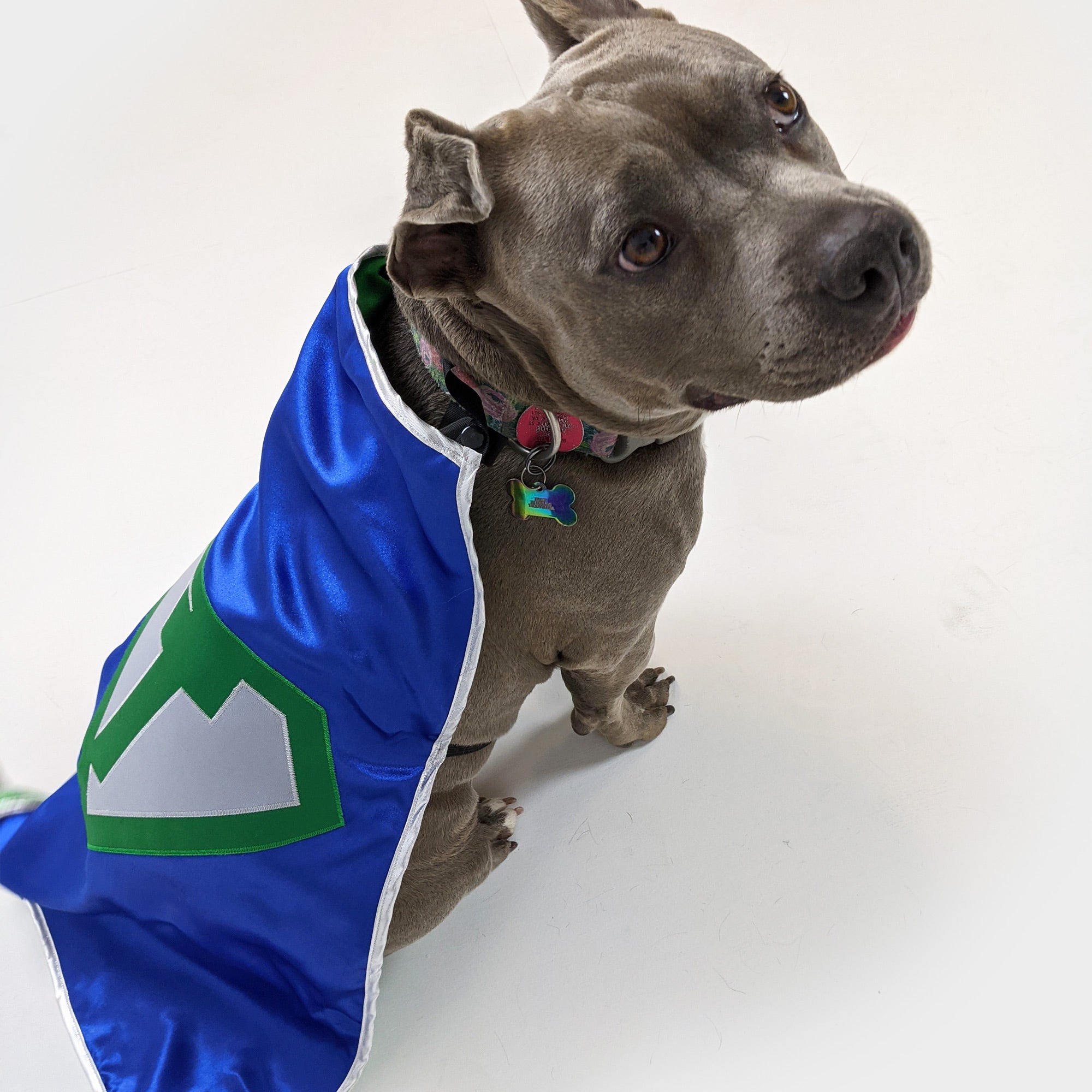 Turn Your Dog into a SUPER DOG